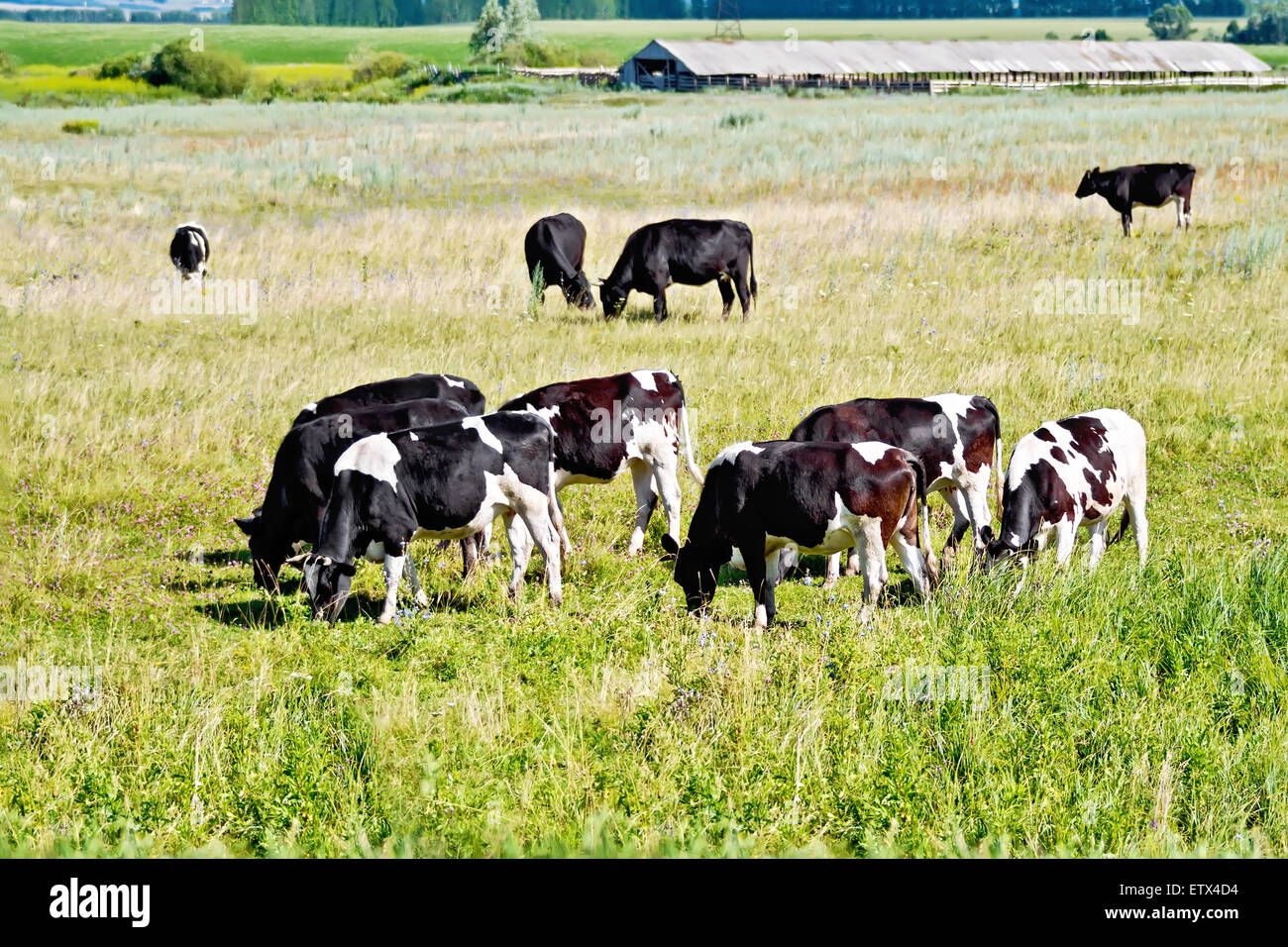 Cows black and white in meadow Stock Photo - Alamy
