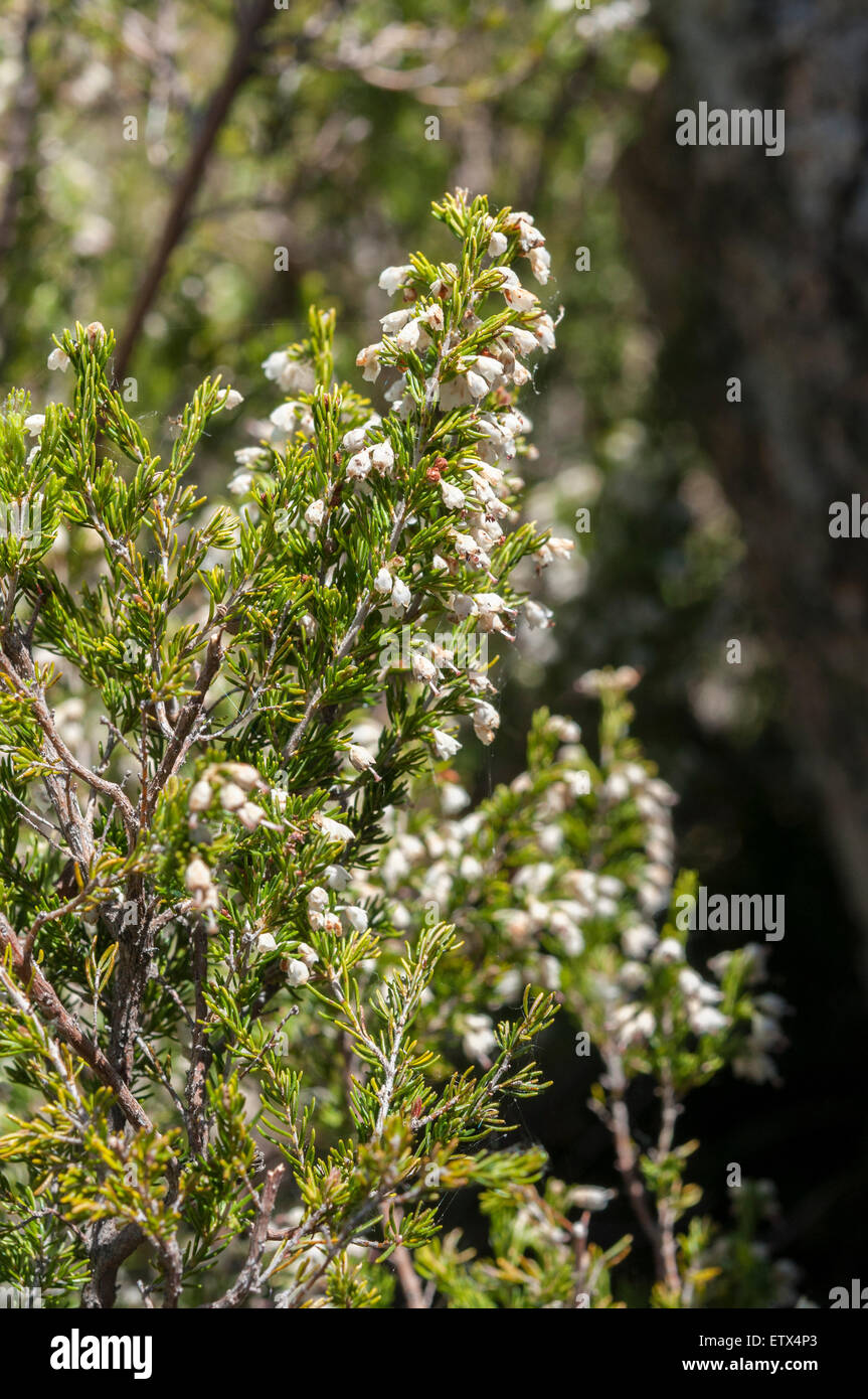Flowers of Tree heath, Erica arborea. Photo taken in Guadarrama Mountains, La Pedriza, Madrid, Spain Stock Photo