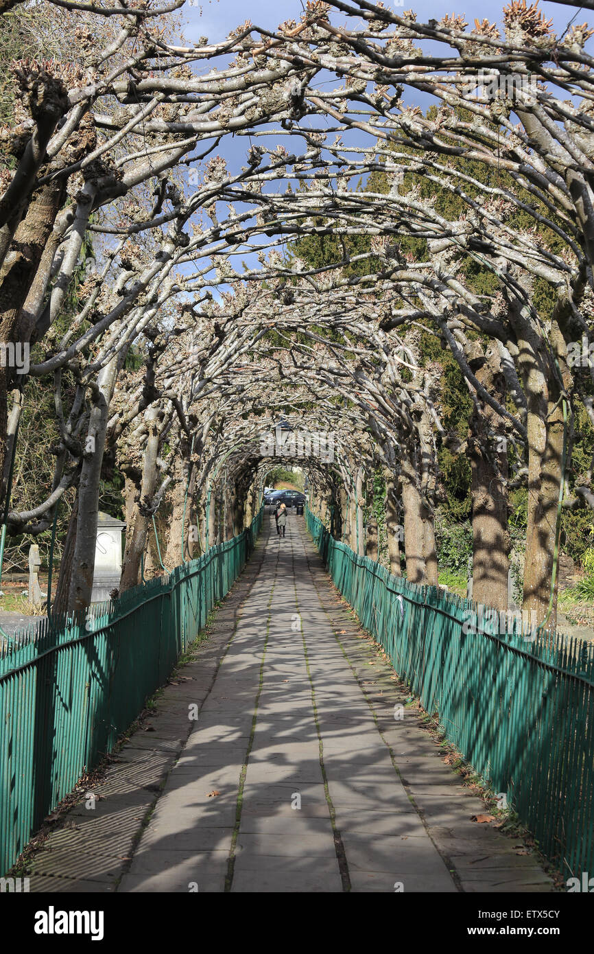 An arch of trees in winter over a footpath in Clifton, Bristol, England