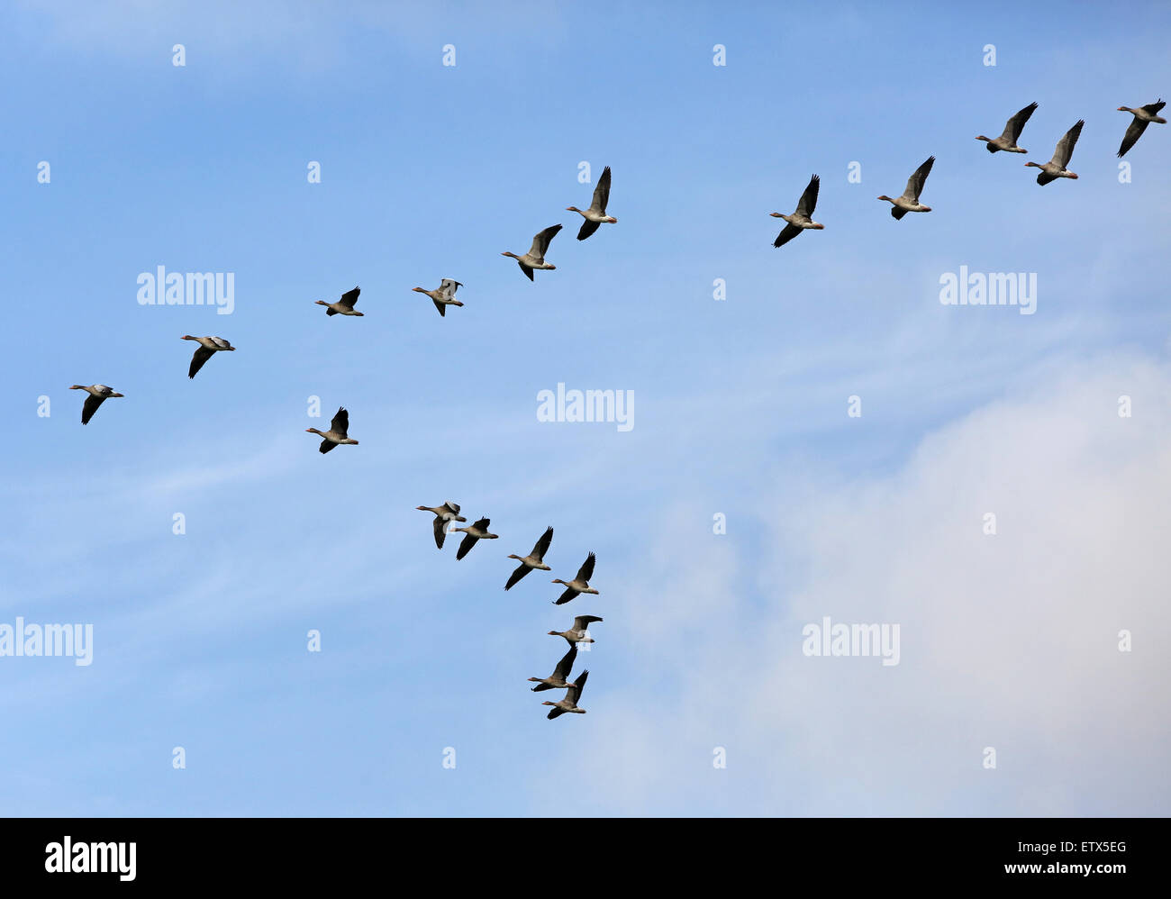 Görlsdorf, Germany, Graugaense flying in formation Stock Photo