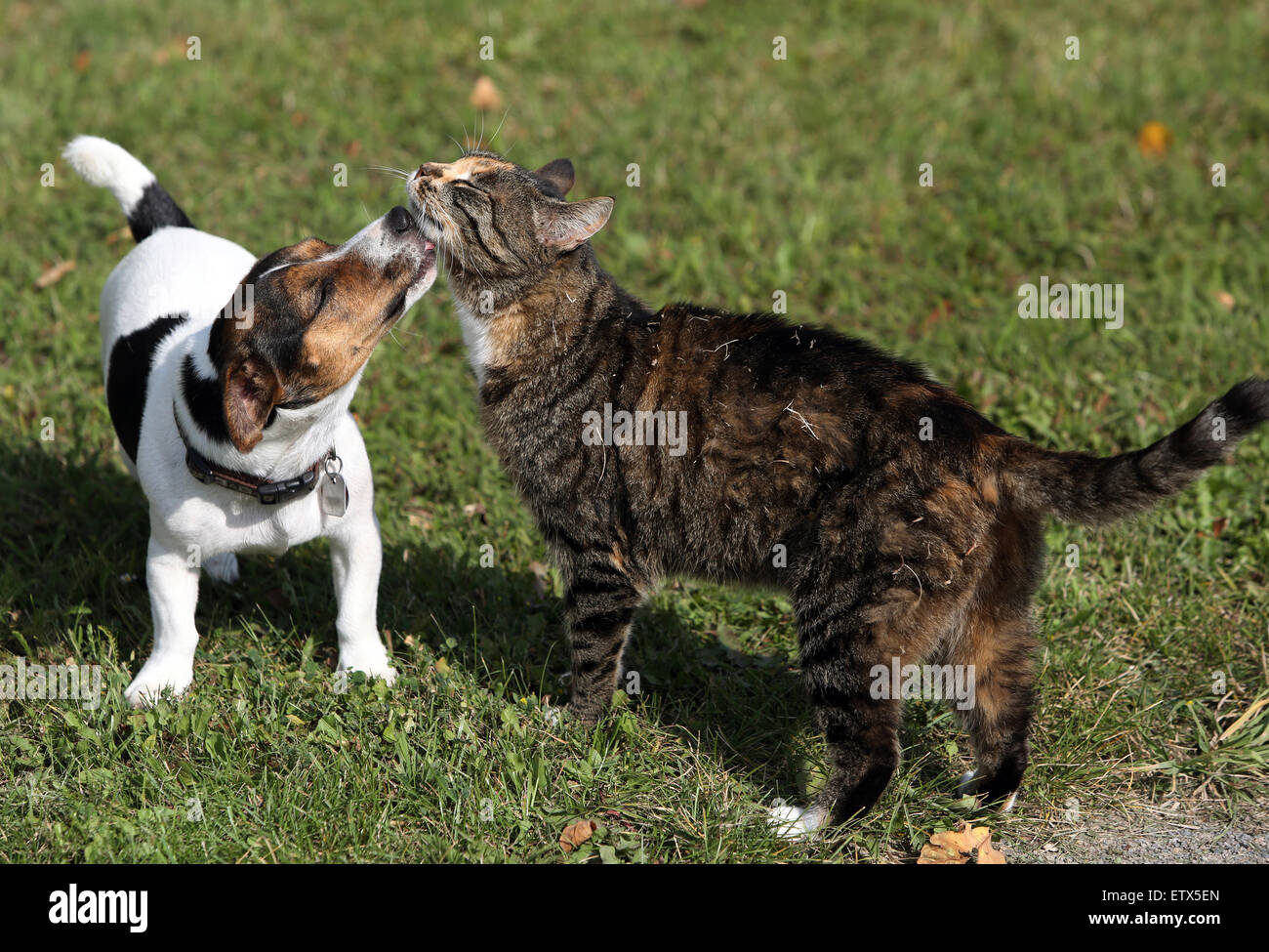 Do Jack Russell Terrier Like To Cuddle