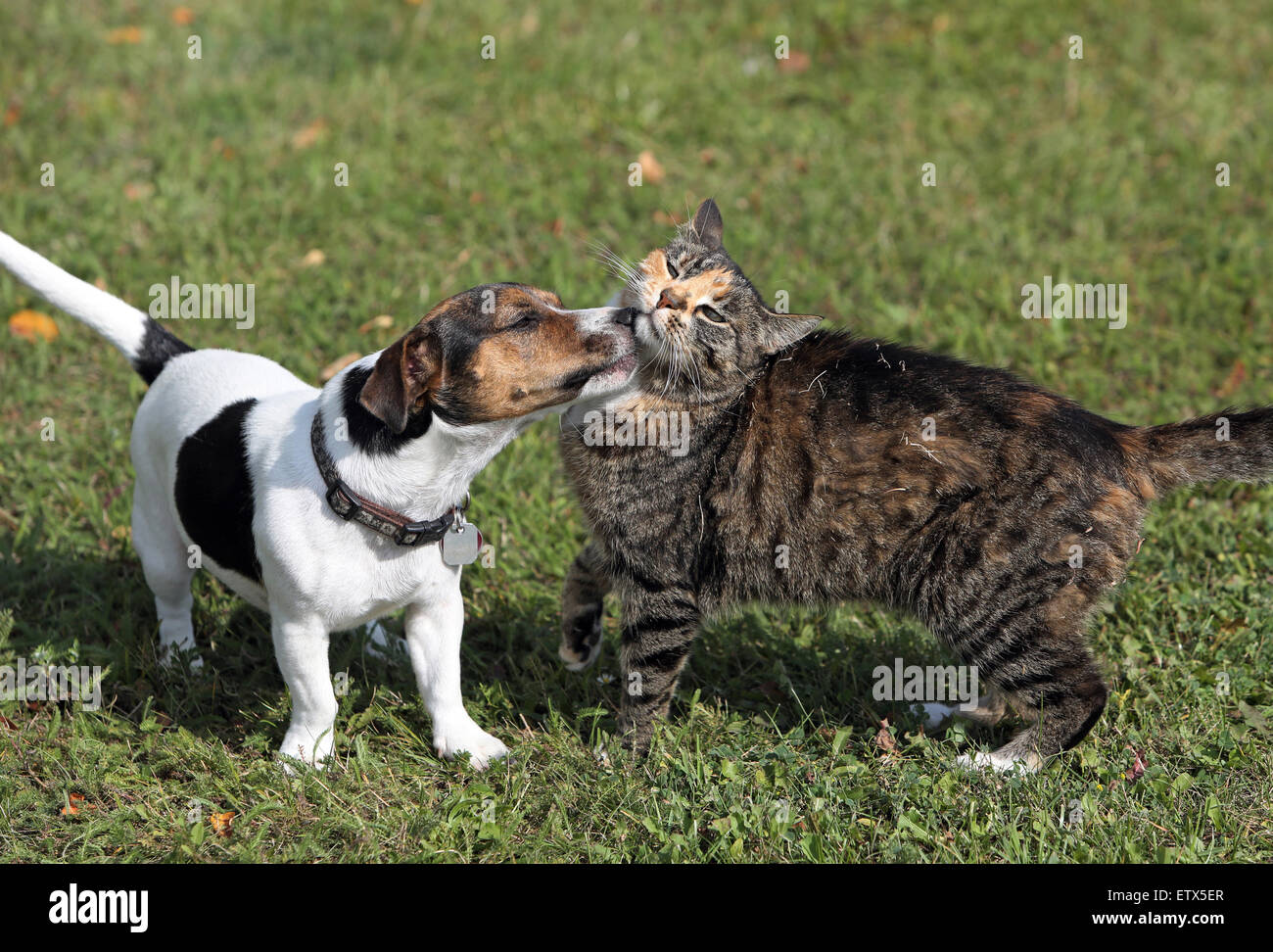 Görlsdorf, Germany, Jack Russell Terrier licking from a domestic cat Stock Photo