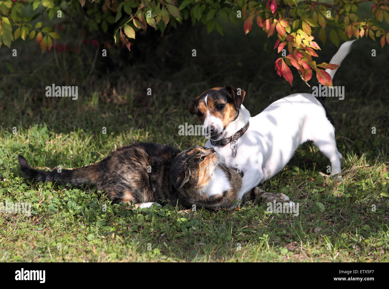 Görlsdorf, Germany, Jack Russell Terrier attacking a domestic cat Stock Photo