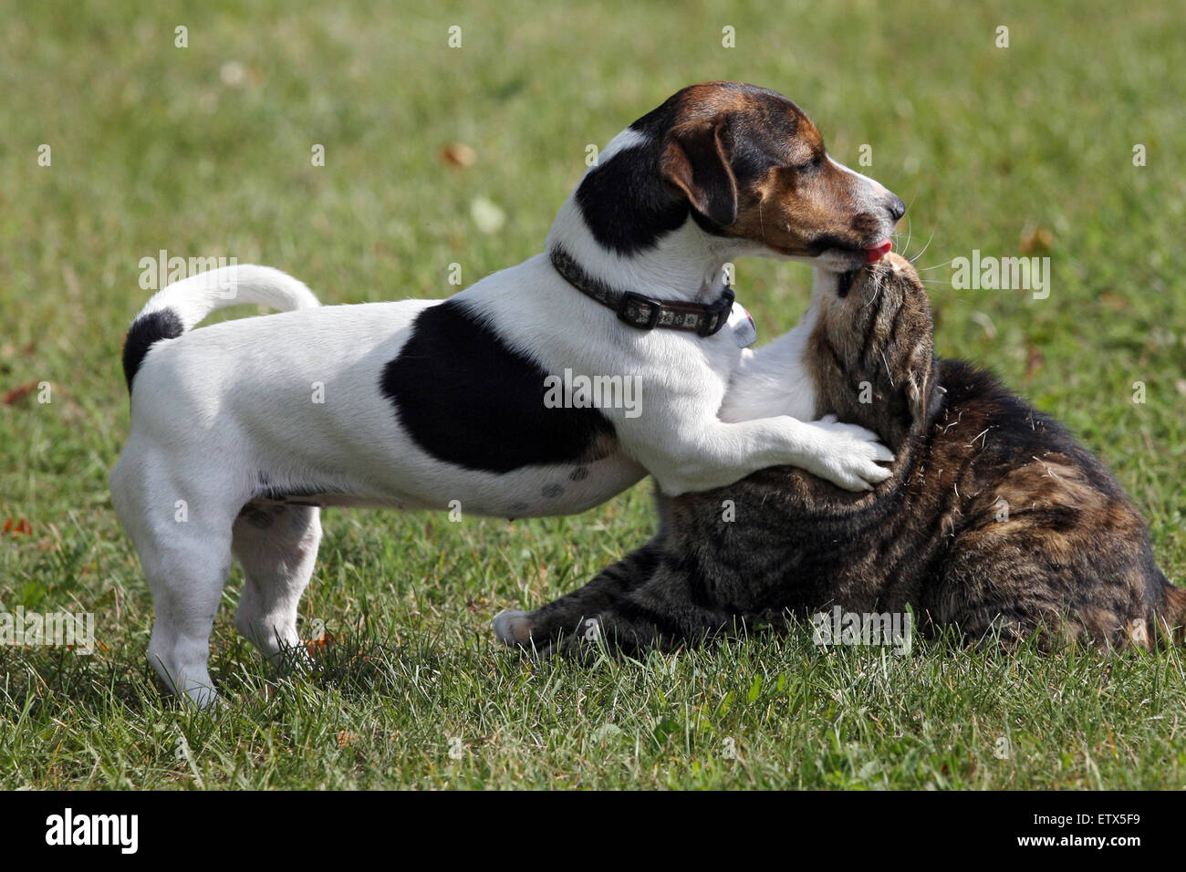 Love russell n terrier Jack lick