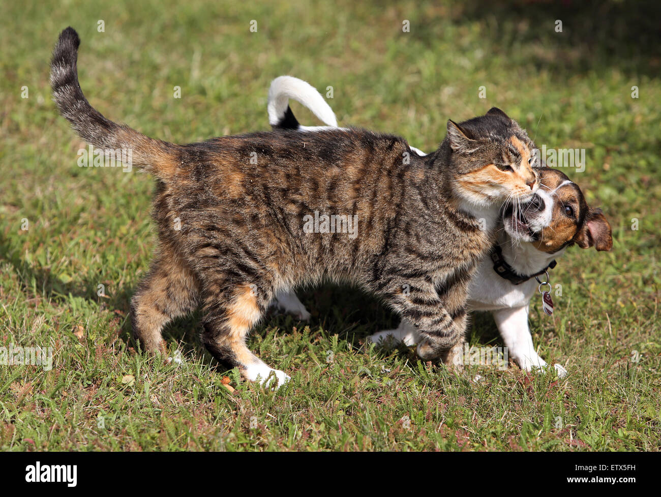 Görlsdorf, Germany, Jack Russell Terrier bites a domestic cat Stock Photo