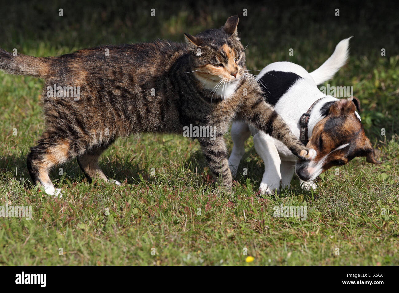 Görlsdorf, Germany, Domestic Cat is a Jack Russell Terrier a paw swipe at the muzzle Stock Photo