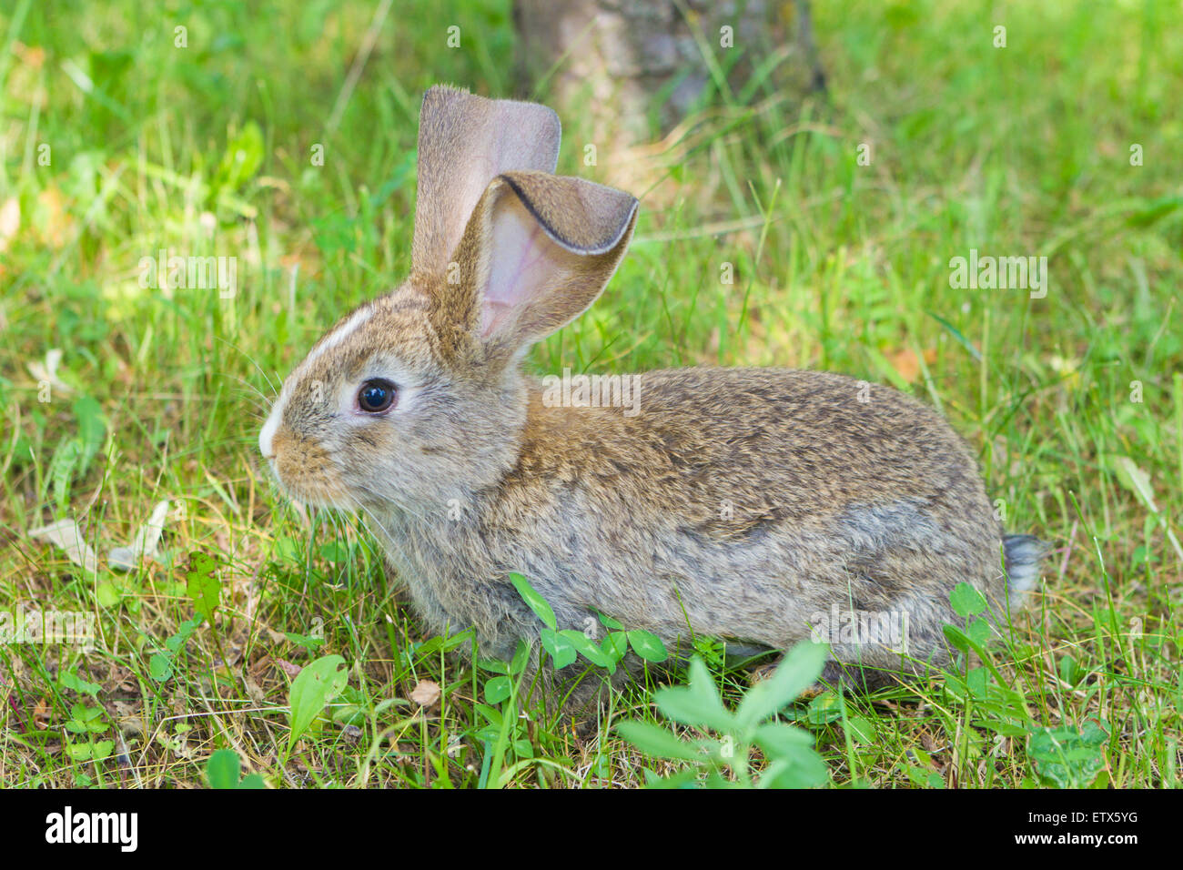 Rabbit eating garden hires stock photography and images Alamy