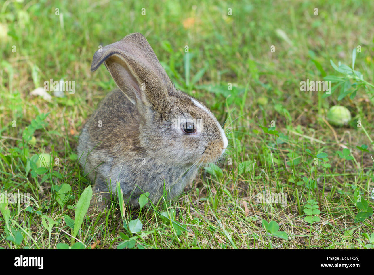 Cute rabbit in green grass. Bunny eating green grass Stock Photo - Alamy