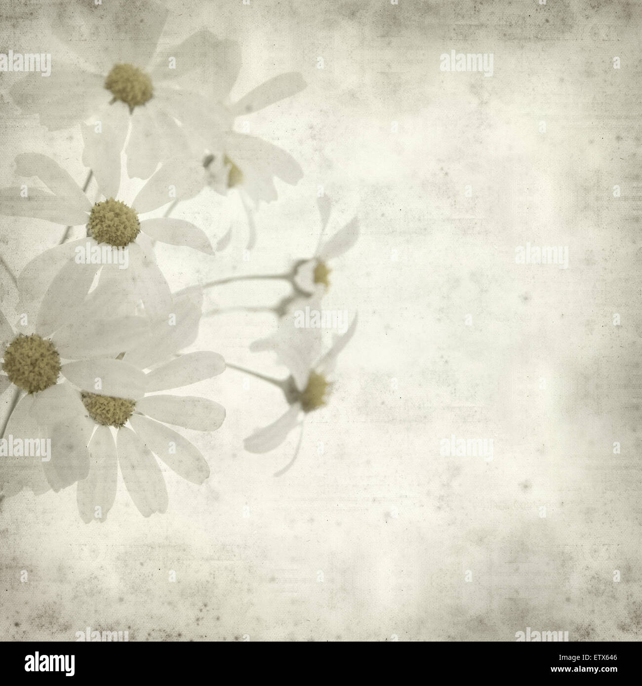 textured old paper background with Tanacetum ptarmiciflorum, Silver Lace Bush or Silver Tansy Stock Photo