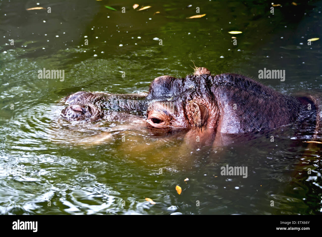 Бегемот фото. Бегемот купается. Бегемоты сафари танзания. Детеныш бегемота. Детеныш гиппопотама.