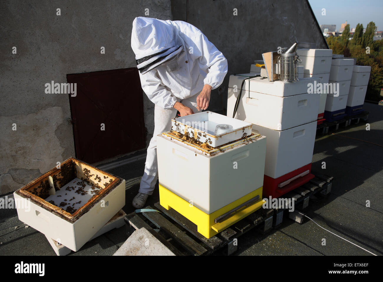 Berlin, Germany, beekeeper Erika Mayr controls a bee colony on a roof Stock Photo