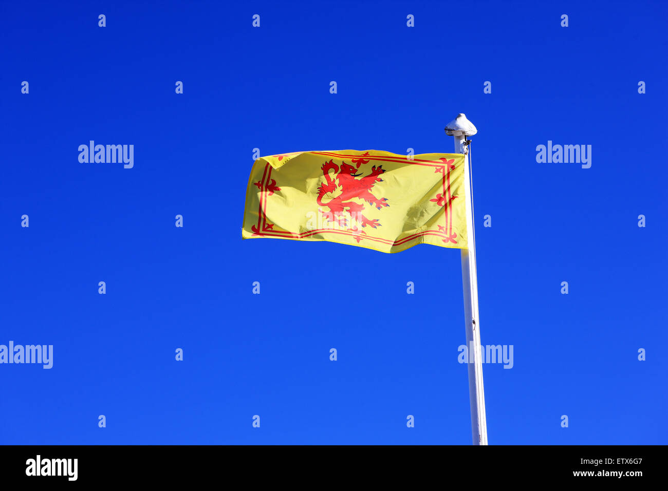 Scottish Lion Rampant flag flying against a deep blue sky Stock Photo