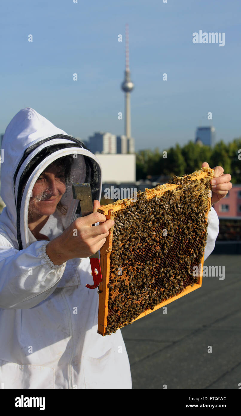 Berlin, Germany, beekeeper Erika Mayr controls a brood comb of a bee colony on a roof, the TV tower in the background Stock Photo