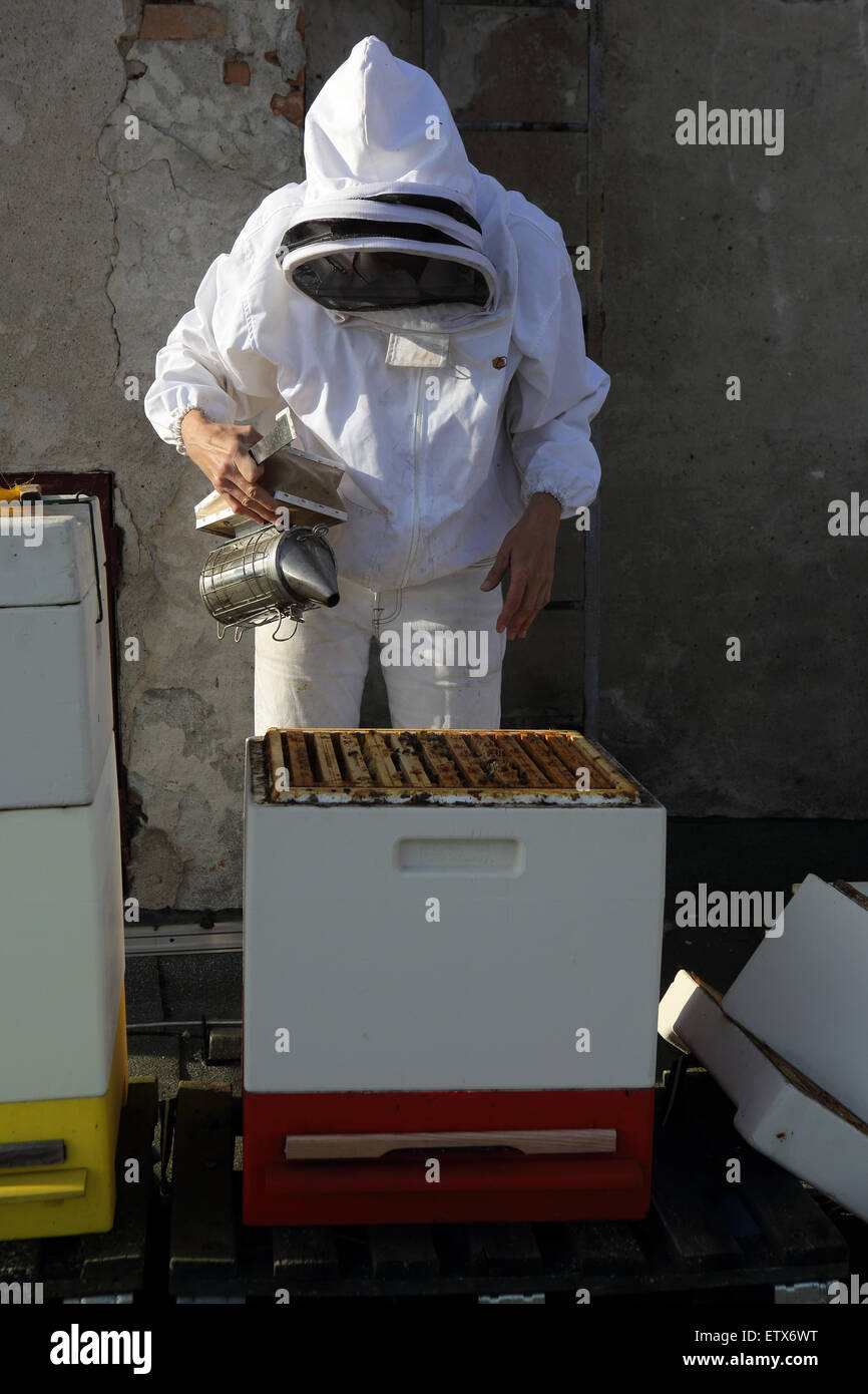 Berlin, Germany, beekeeper blows before the control of a bee colony with smoke a smoker in the hive Stock Photo