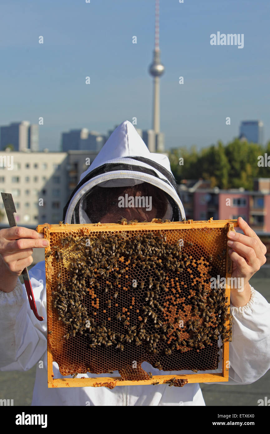 Berlin, Germany, beekeeper Erika Mayr controls a brood comb of a bee colony on a roof, the TV tower in the background Stock Photo