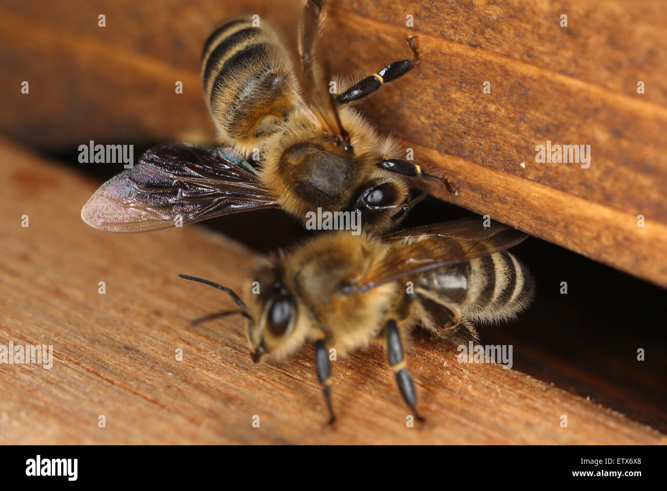 Berlin, Germany, at the entrance hole of a honeybee hive Stock Photo