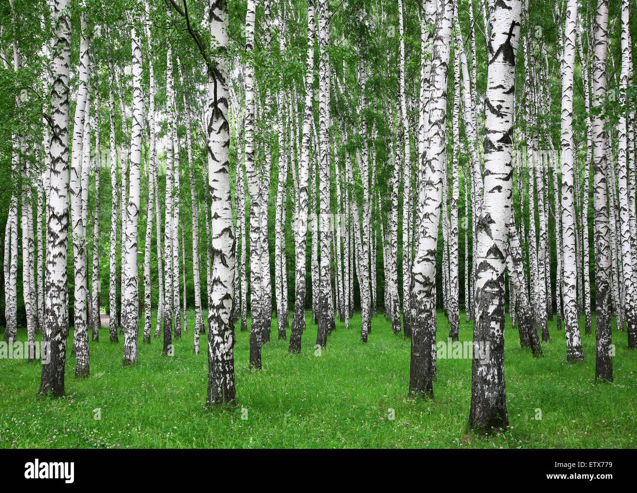 Summer birch forest Stock Photo