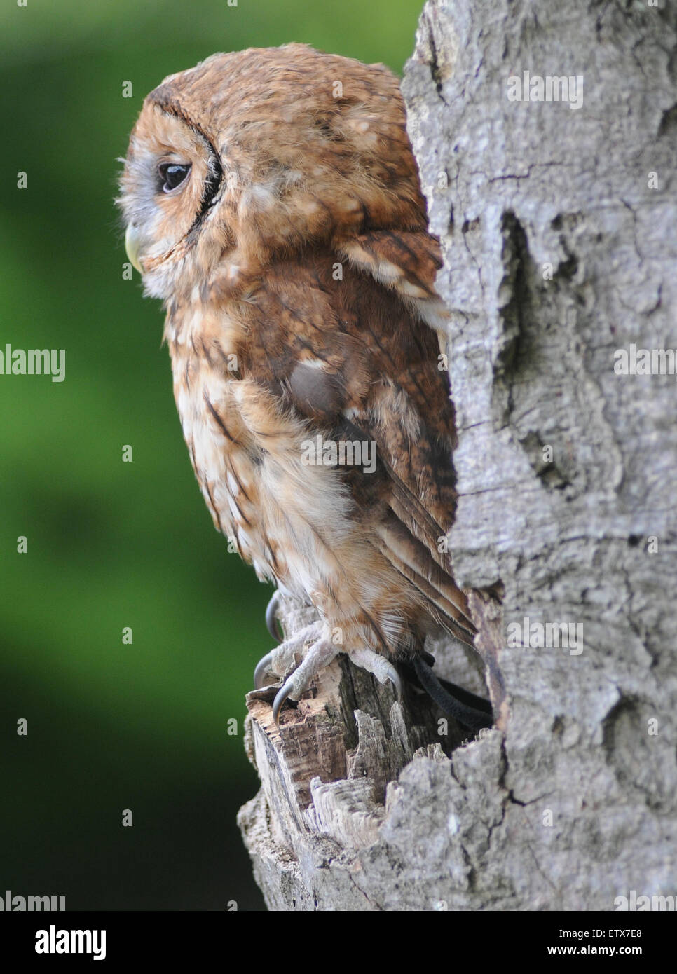 A Tawny owl in the New Forest, Hampshire Stock Photo Alamy