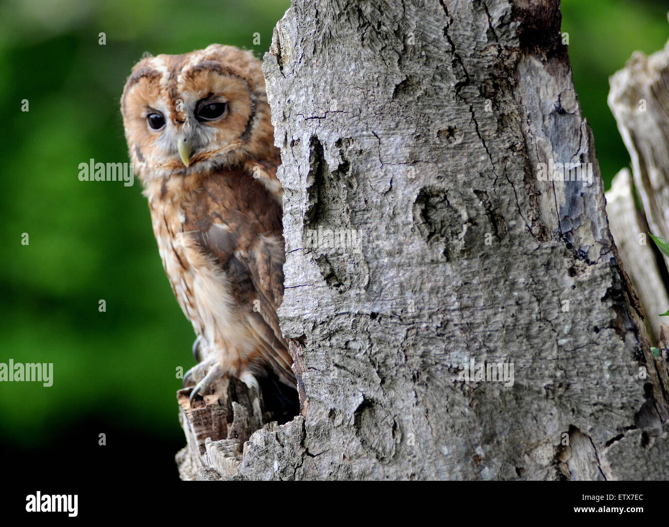 A Tawny owl in the New Forest, Hampshire Stock Photo Alamy