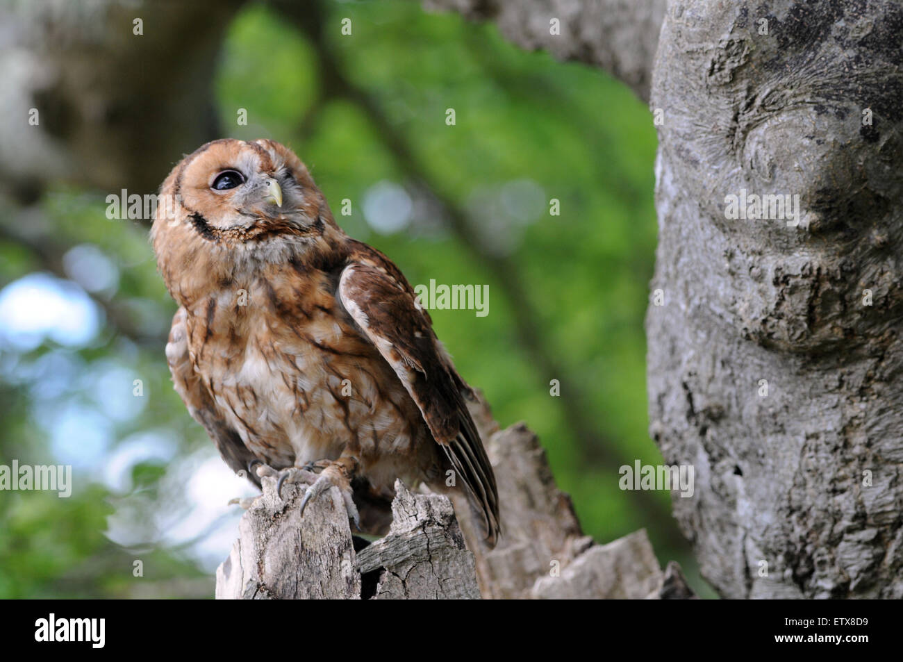 A Tawny owl in the New Forest, Hampshire Stock Photo Alamy
