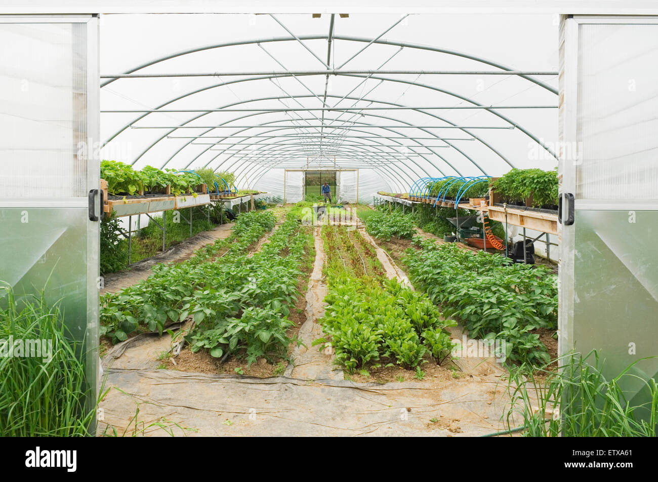 Growing vegetables in a polytunnel on an organic smallholding, Ross