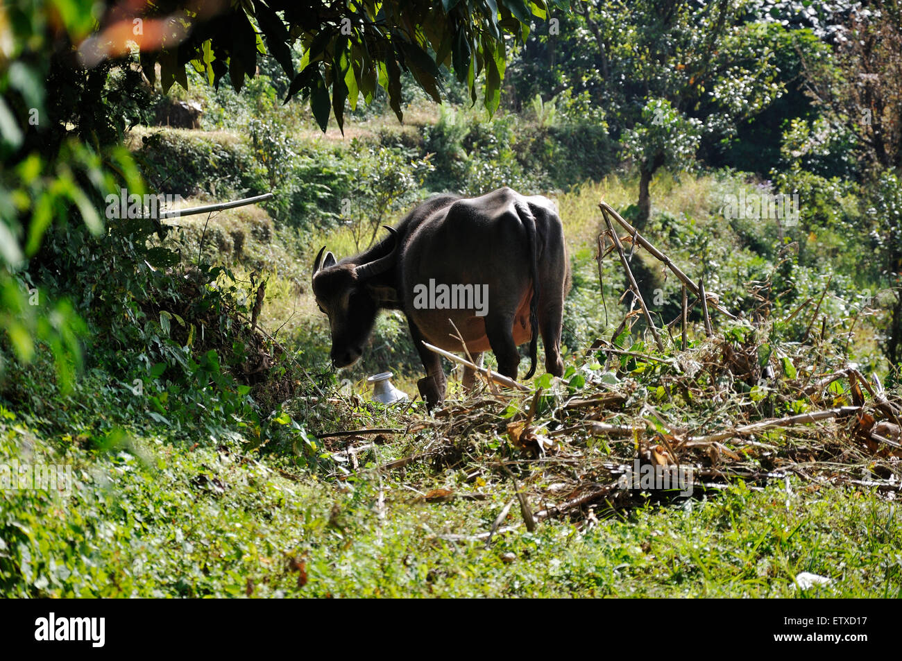 Young water Buffalo in Nepal Stock Photo