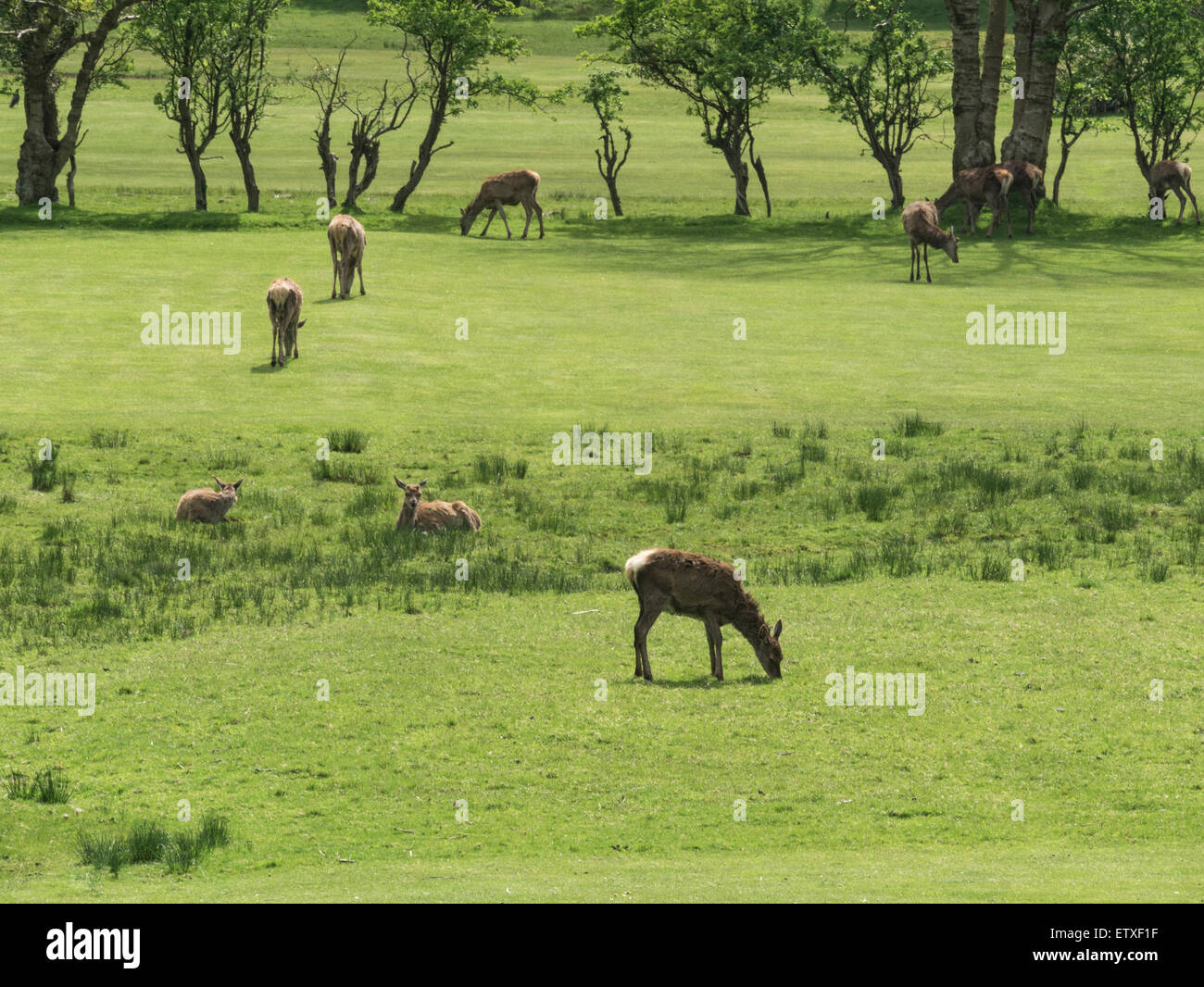 Herd red deer graze on Locranza golf course Isle of Arran Scotland the largest wild animal on