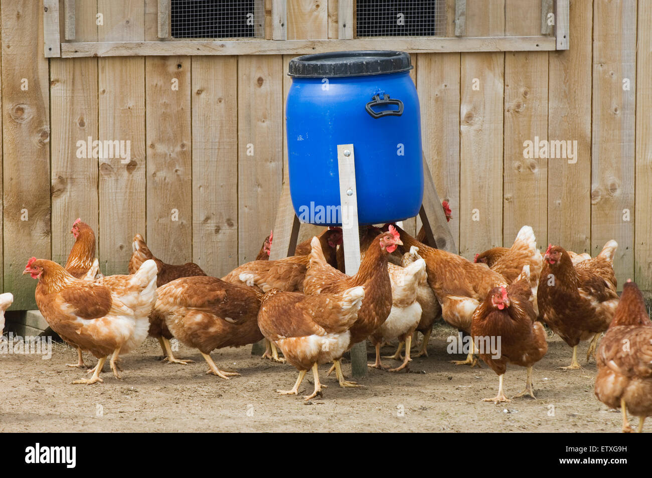 Free range chickens feeding on an organic smallholding Stock Photo Alamy