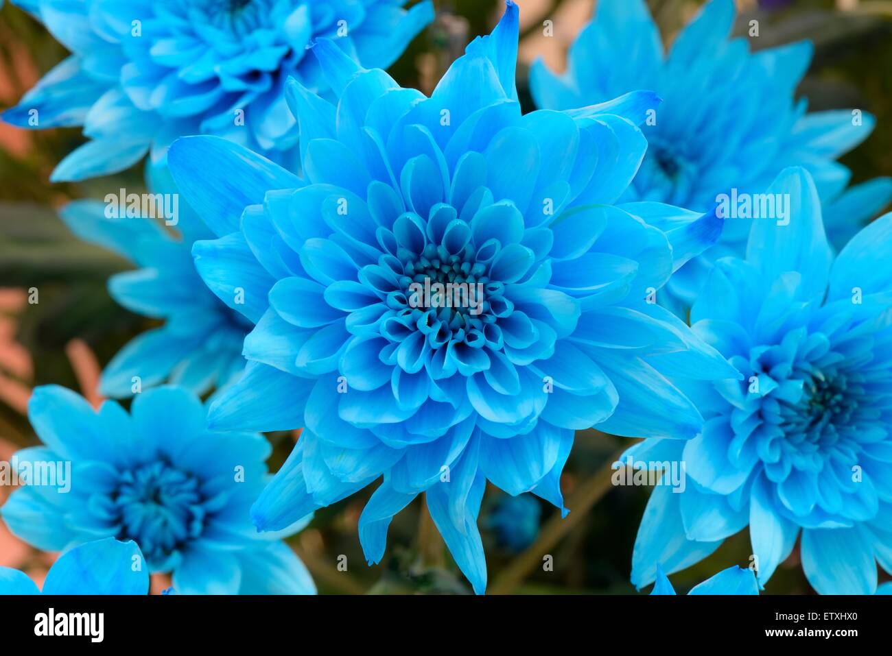 Blue dyed Chrysanthemum flowers Stock Photo