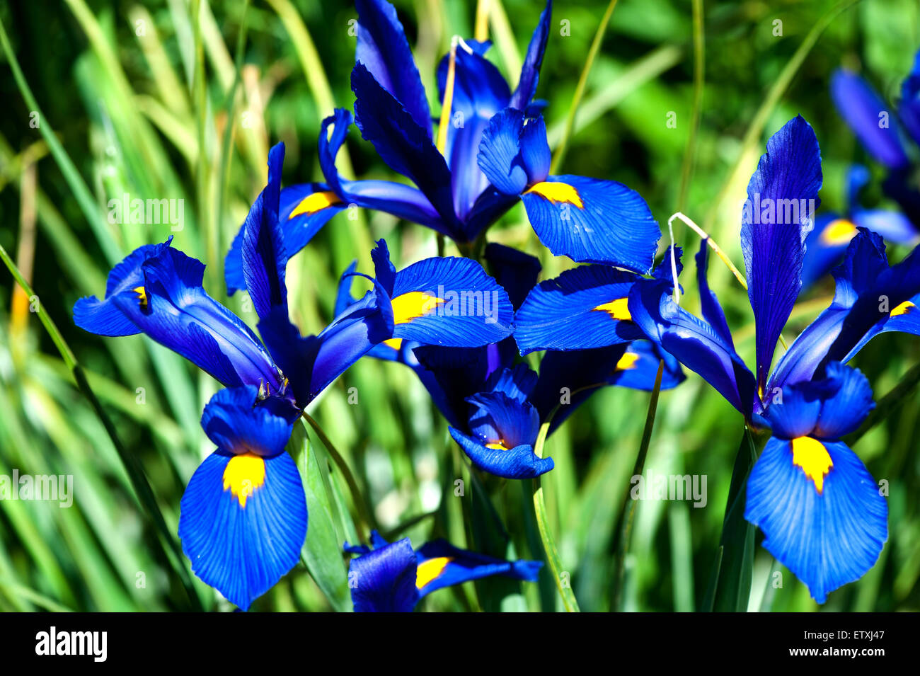 Closeup of a beautiful flower iris bluish in color Stock Photo