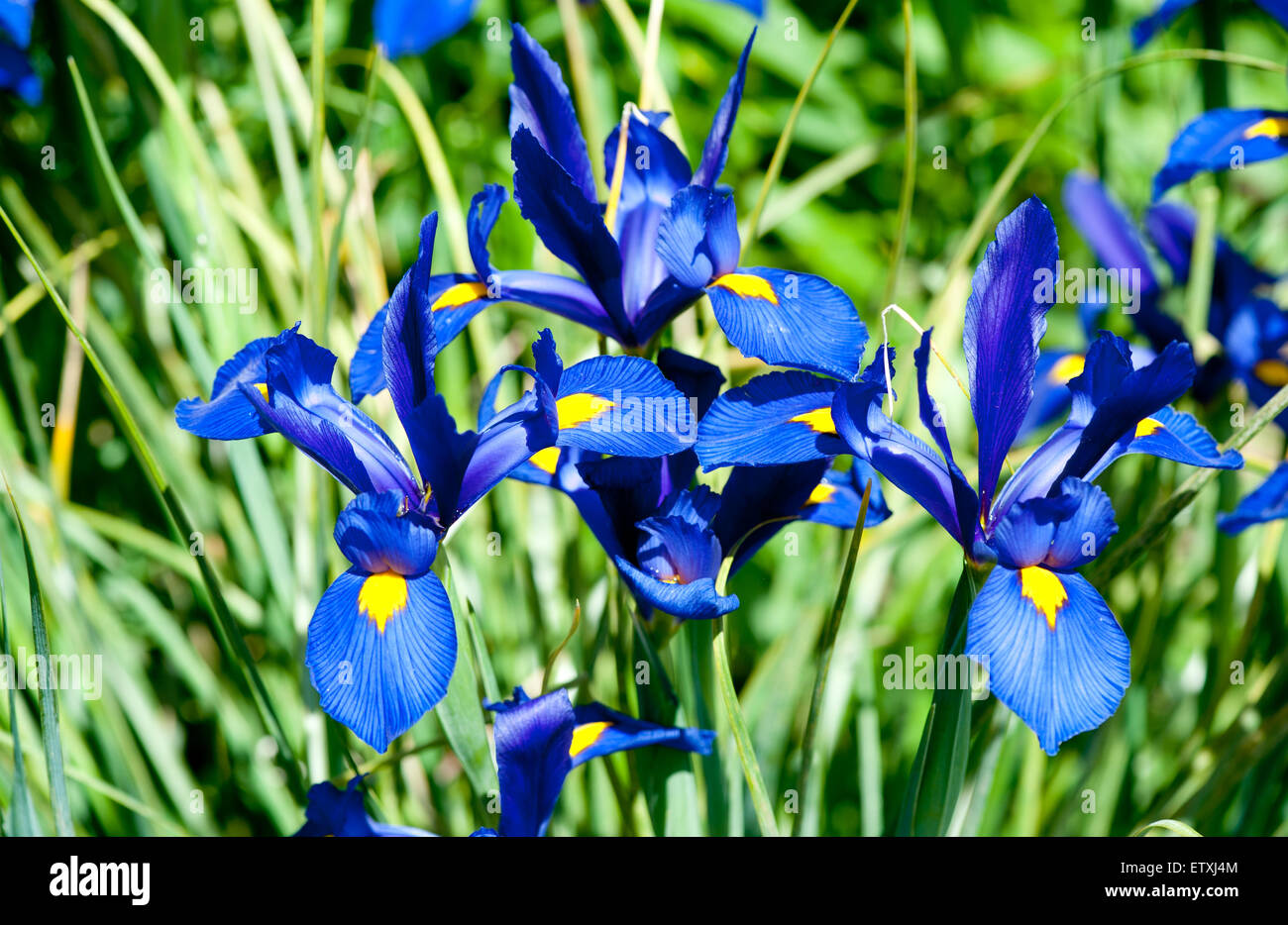 Blue Iris Flower Over Green Grass At The Summer Garden Stock Photo Alamy