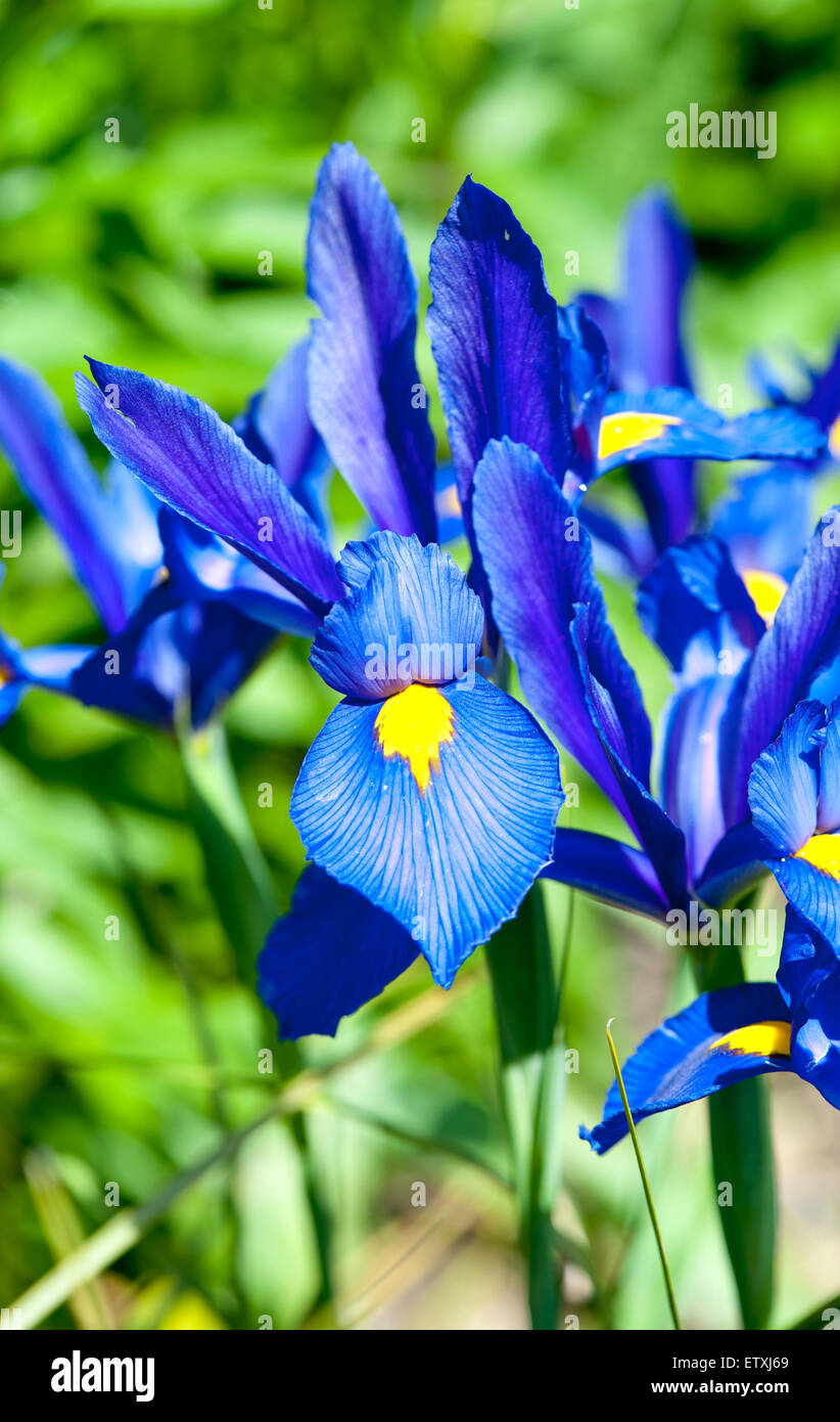 Blue iris flower over green grass at the summer garden Stock Photo