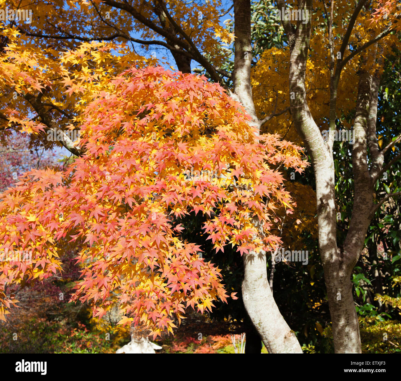 Orange and yellow maple leaves hi-res stock photography and images - Alamy