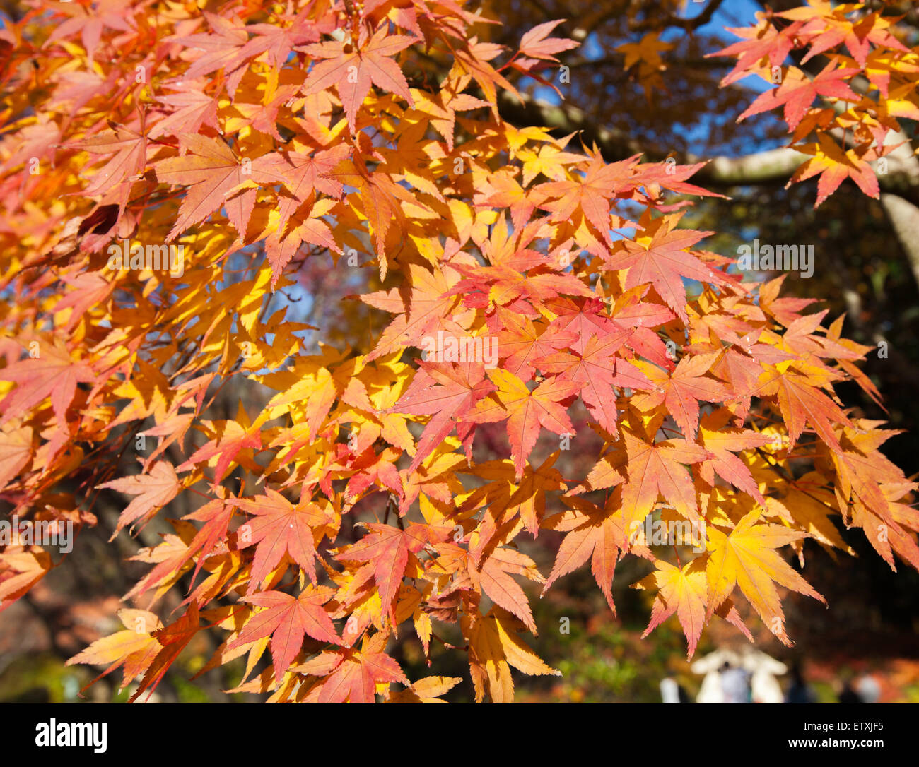 Orange and yellow maple leaves hi-res stock photography and images - Alamy