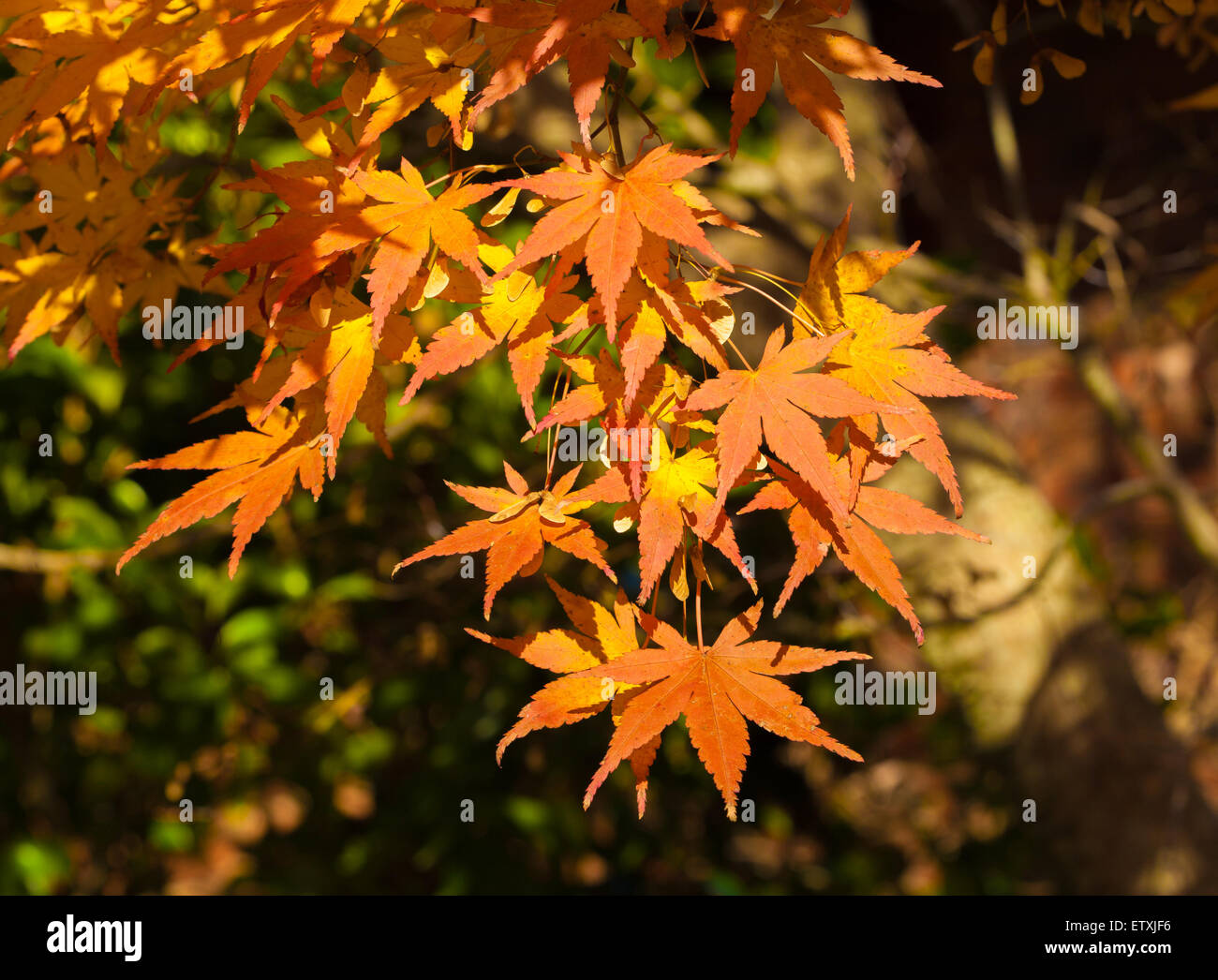 Orange and yellow maple leaves hi-res stock photography and images - Alamy