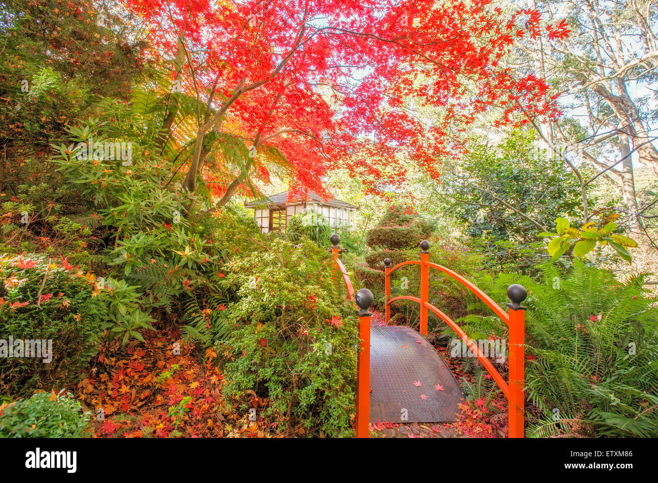 Japanese garden with footbridge and gazebo in Autumn. Stock Photo