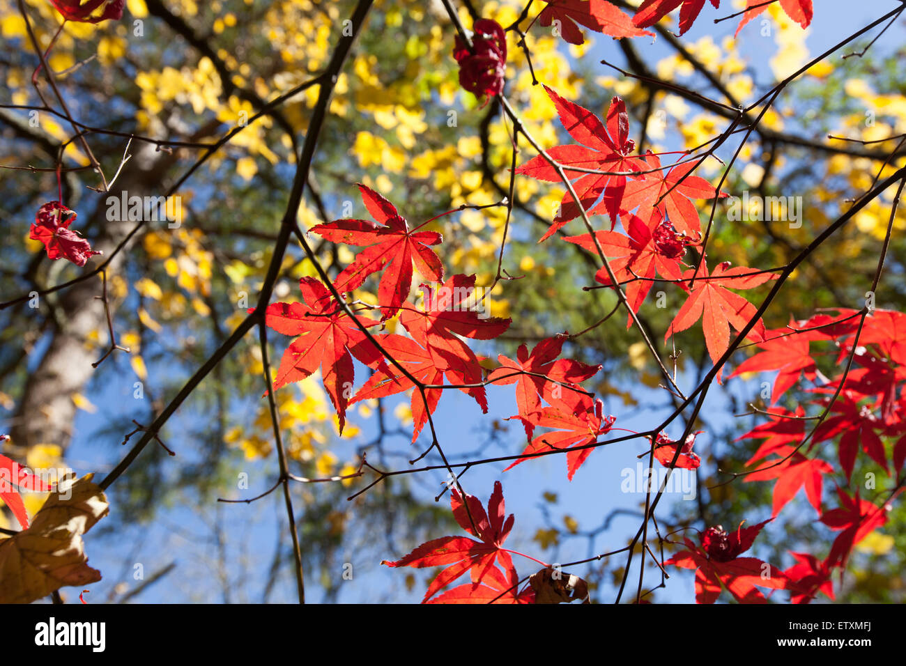 Vivid red maple leaves with blue sky closeup. Autumn mood Stock Photo ...