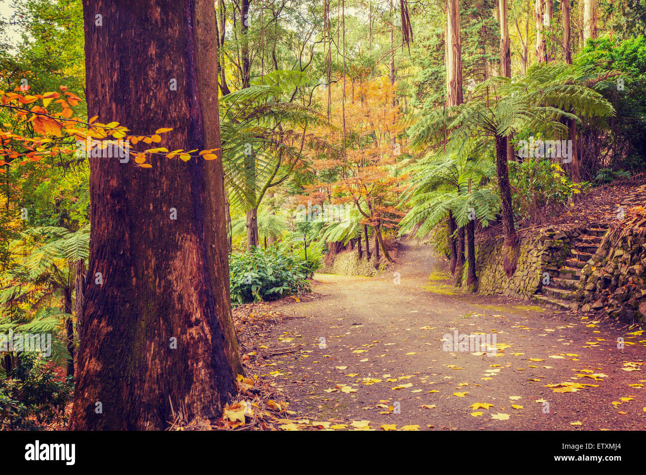 Footpath intersection in a tropical forest in Fall, Melbourne, Australia. Stock Photo