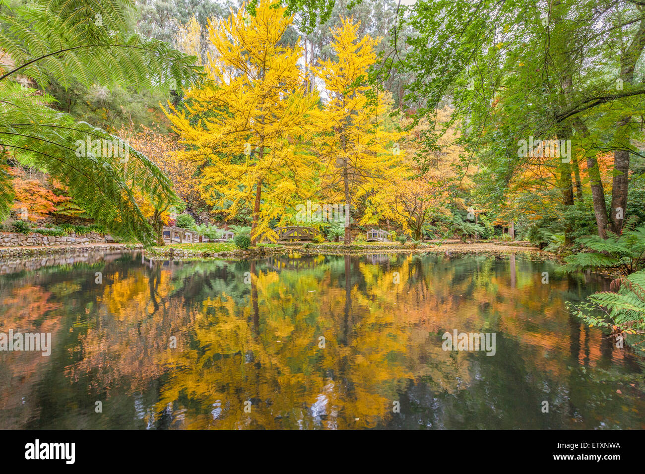 Tranquil settings of a pond and trees in Fall, Dandenong Ranges