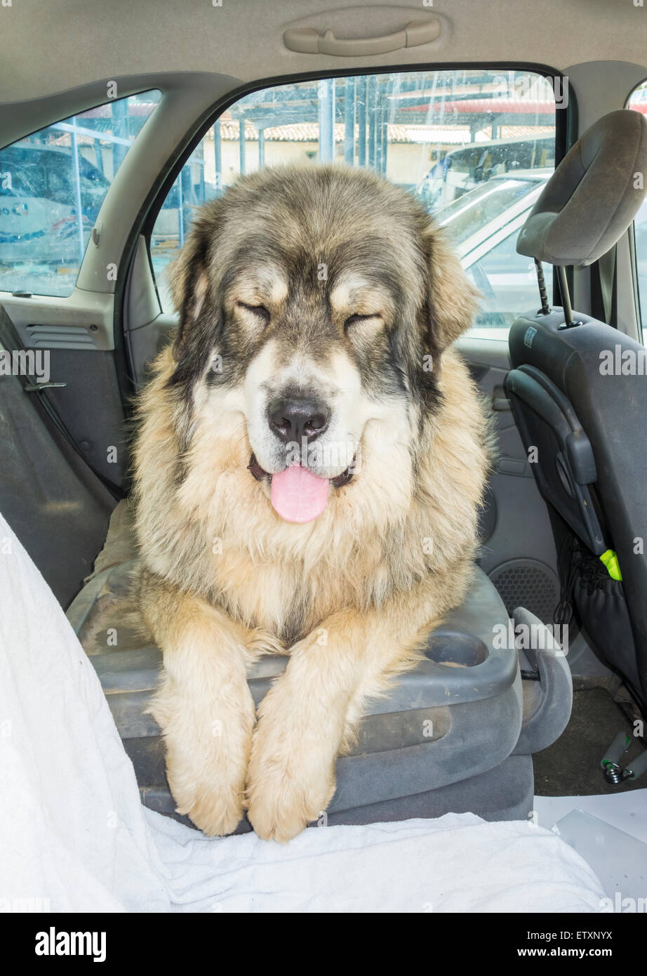 80 kilo Pyrenean Mastiff (Mastin Pirineo) dog on back seat of car on a hot day Stock Photo