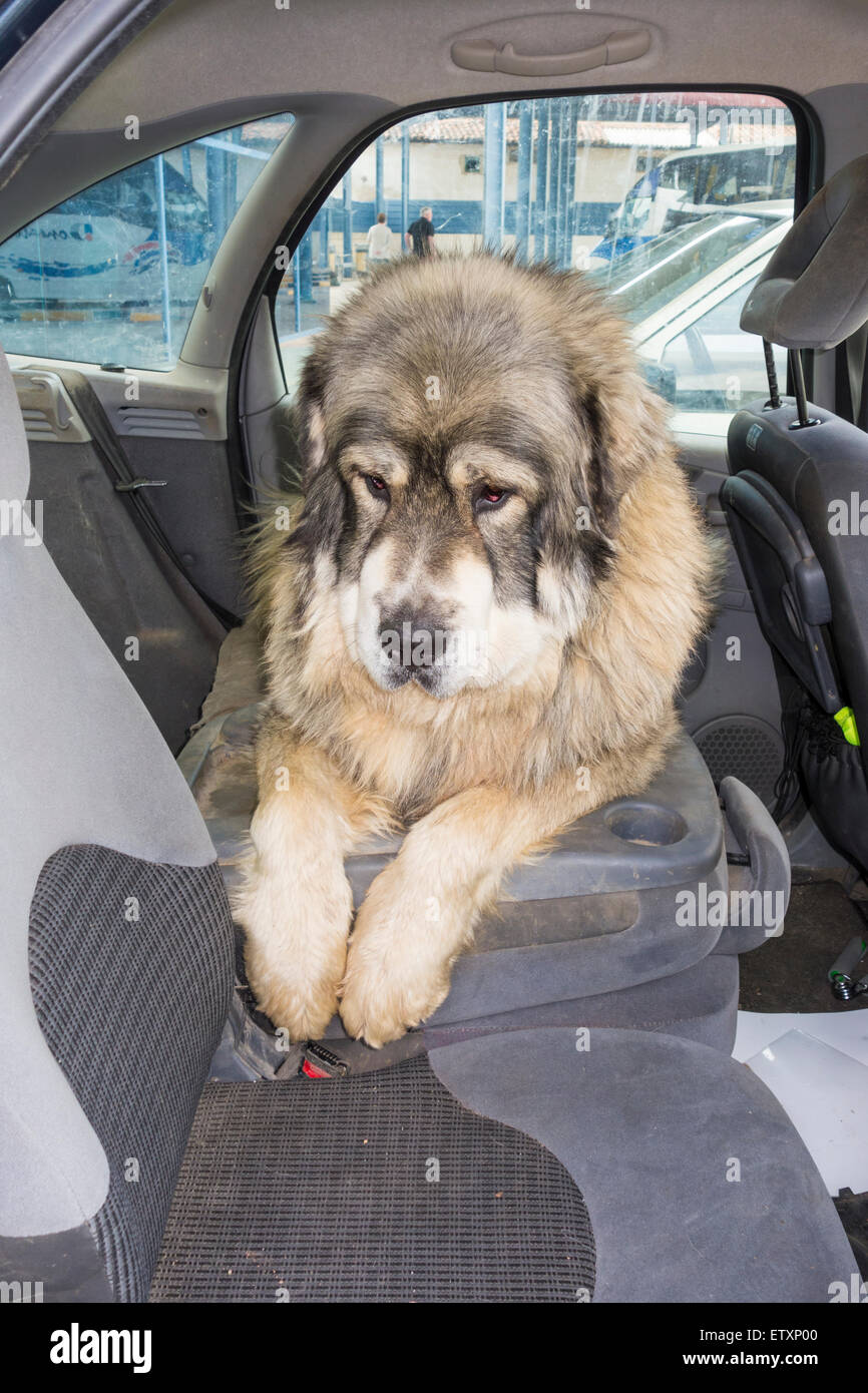 80 kilo Pyrenean Mastiff (Mastin Pirineo) dog on back seat of car on a hot day Stock Photo