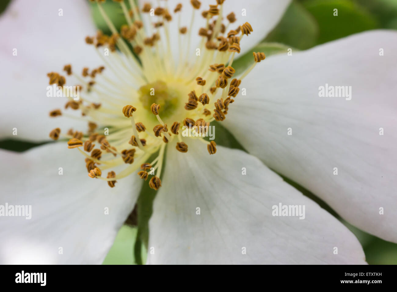 Closeup of White Flower Seeds Stock Photo