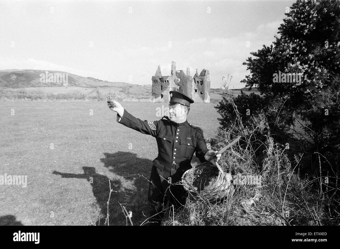 43-year-old Colour Sergeant Joseph Cuddihy of the Irish Guards picks 1,100 sprigs and 300 sprays of Shamrock, at Coppingers Court Ruin, Ireland. These will be handed out to the guards at noon on St Patrick's Day by the Queen Mother. Colour Sergeant Cuddih Stock Photo