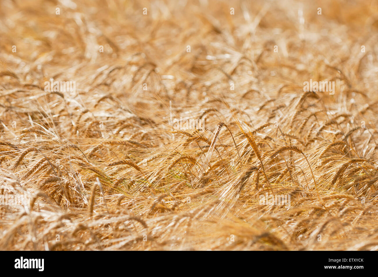 Barley in late summer, ready for harvest - Ross-shire, Scotland, UK. Stock Photo