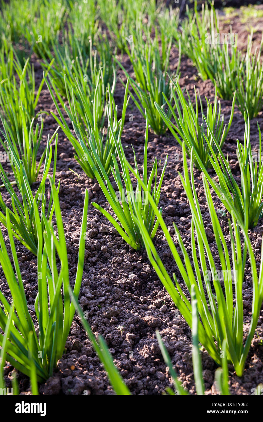 Bush onion hi-res stock photography and images - Alamy