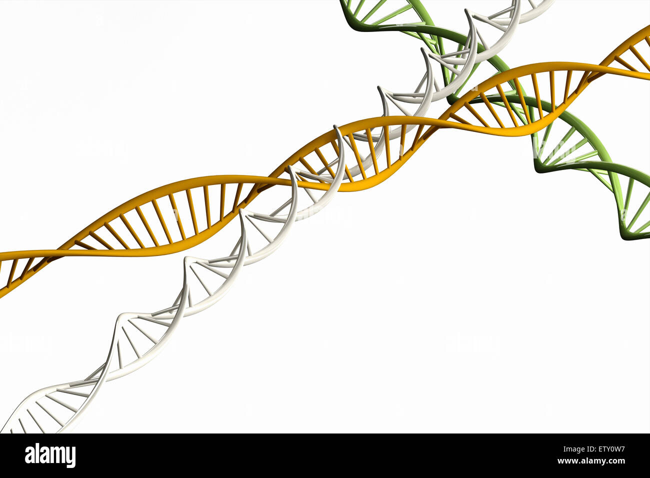 3d render ,Model of twisted DNA chain isolated on white background High resolution. Stock Photo