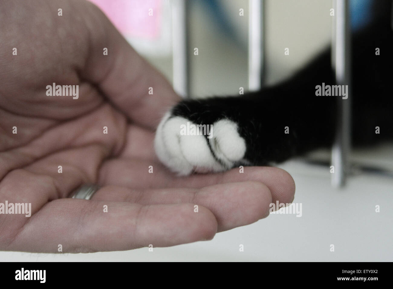 Shelter cat reaches out Stock Photo Alamy