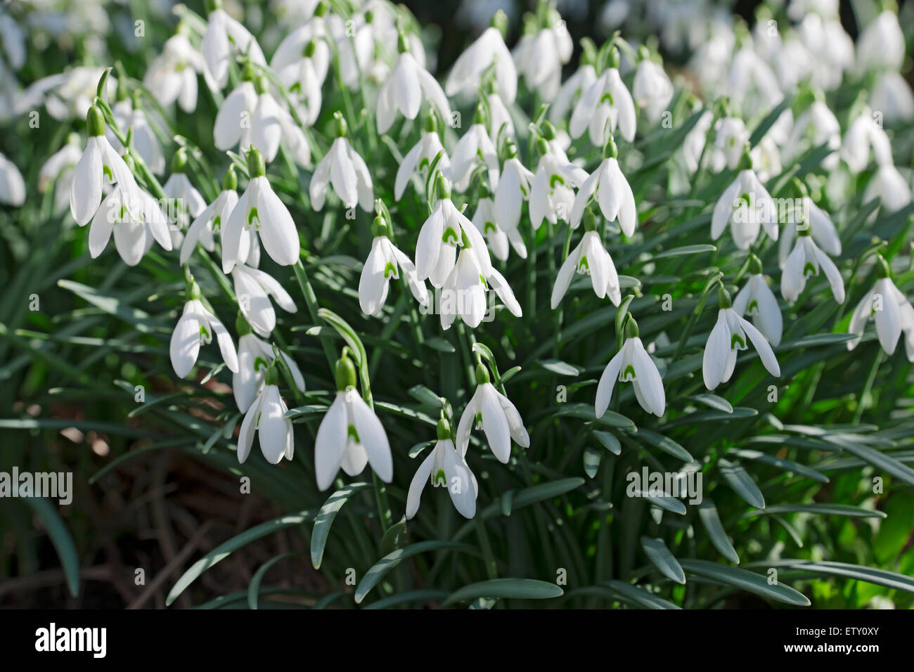 Close up of white snowdrops snowdrop flowering flower flowers in the garden in winter England UK United Kingdom GB Great Britain Stock Photo