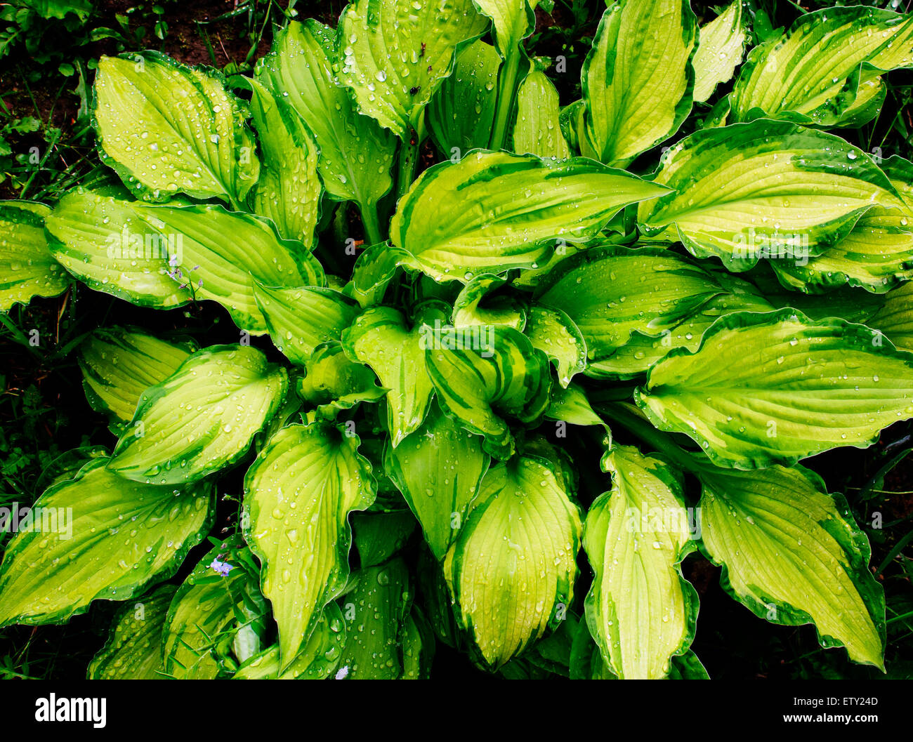 Hosta green gold hi-res stock photography and images - Alamy