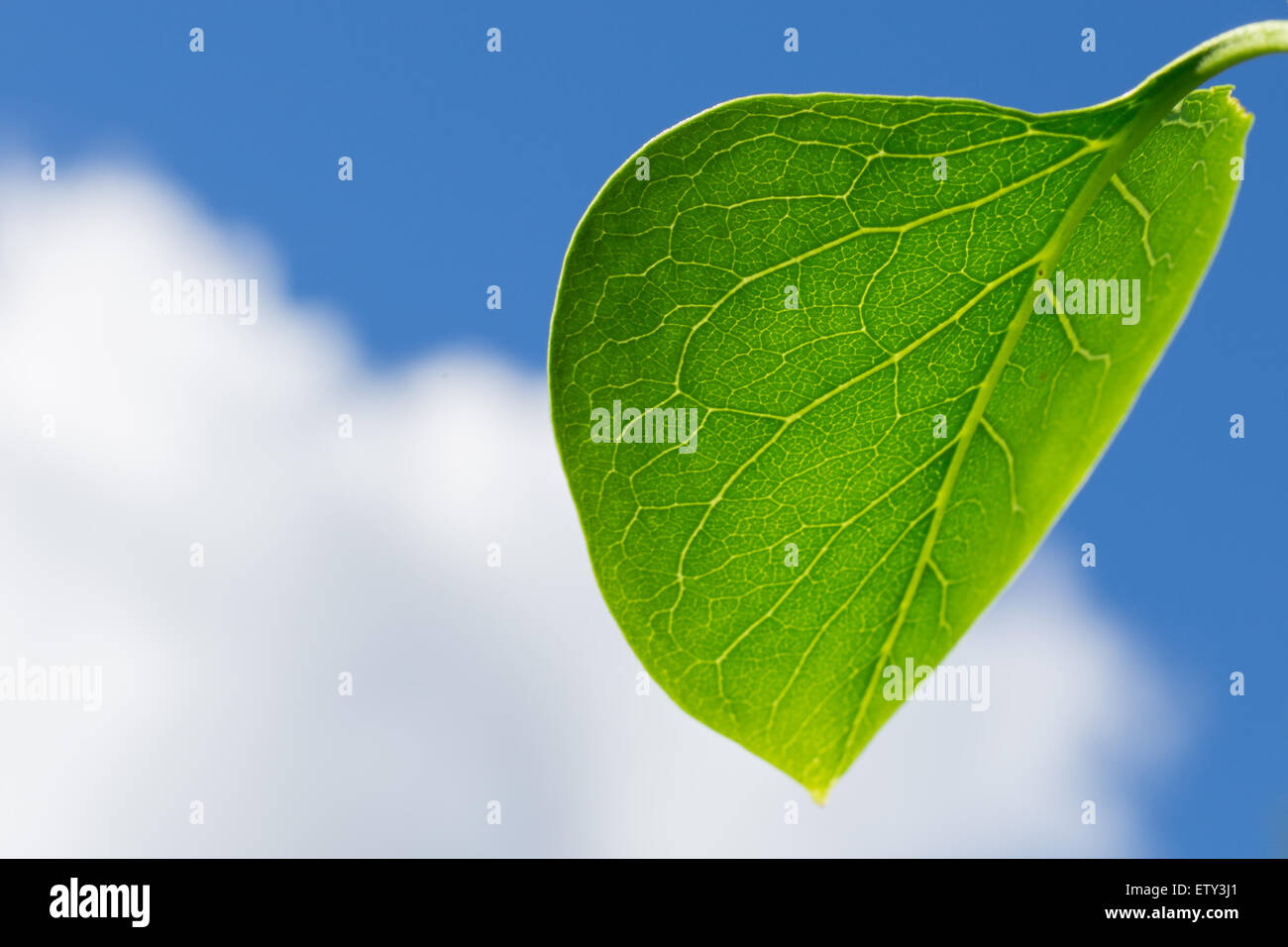 A Large Green Leaf With Visible Veins a Blue Cloudy Sky Stock Photo